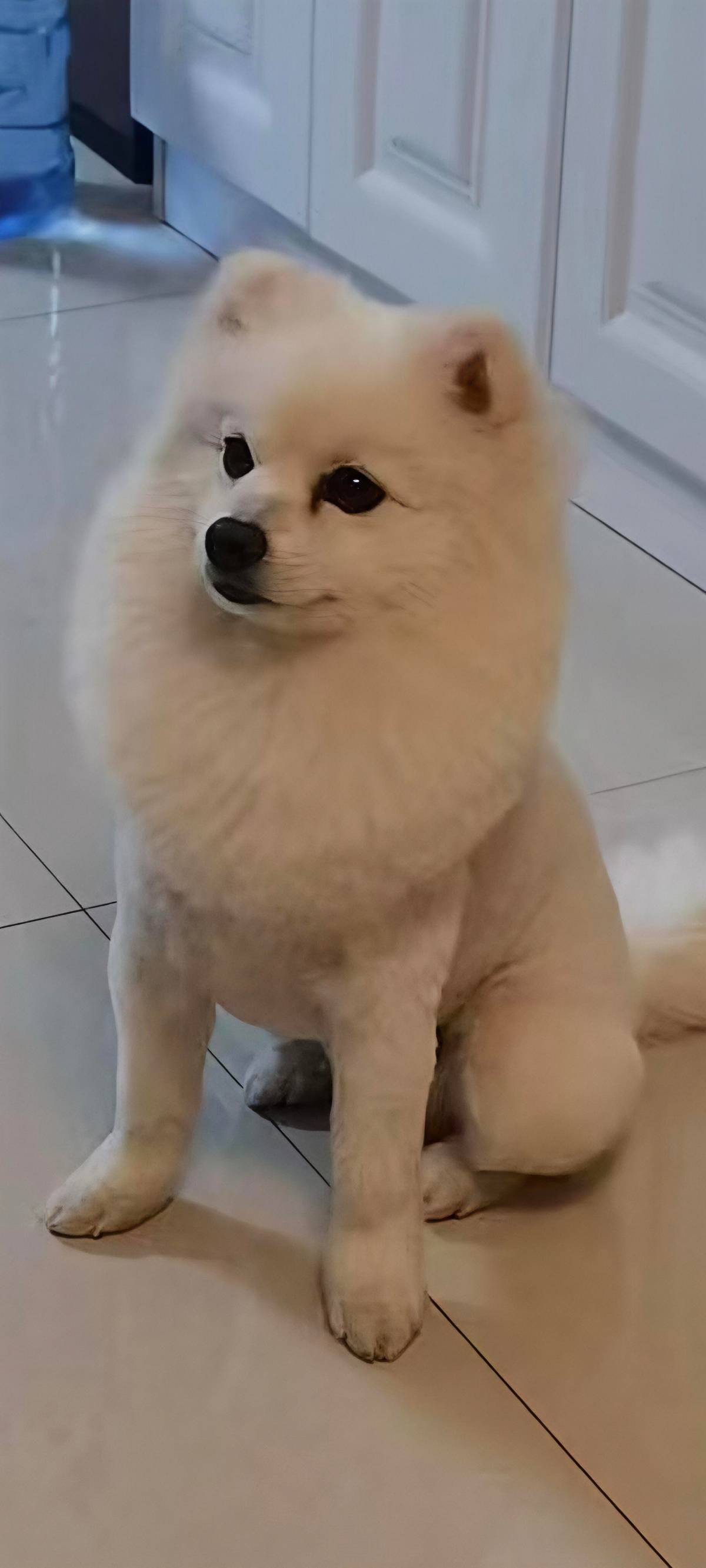 寻狗(白色长嘴博美)启示