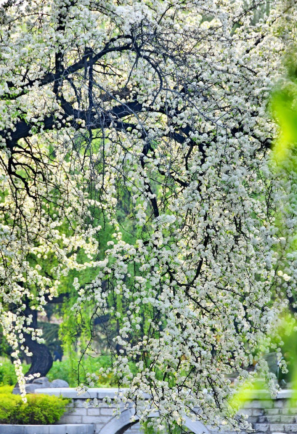 一夜春风来,达活泉一棵野生杜梨树开花了